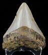 Juvenile Megalodon Tooth - North Carolina #59162-2